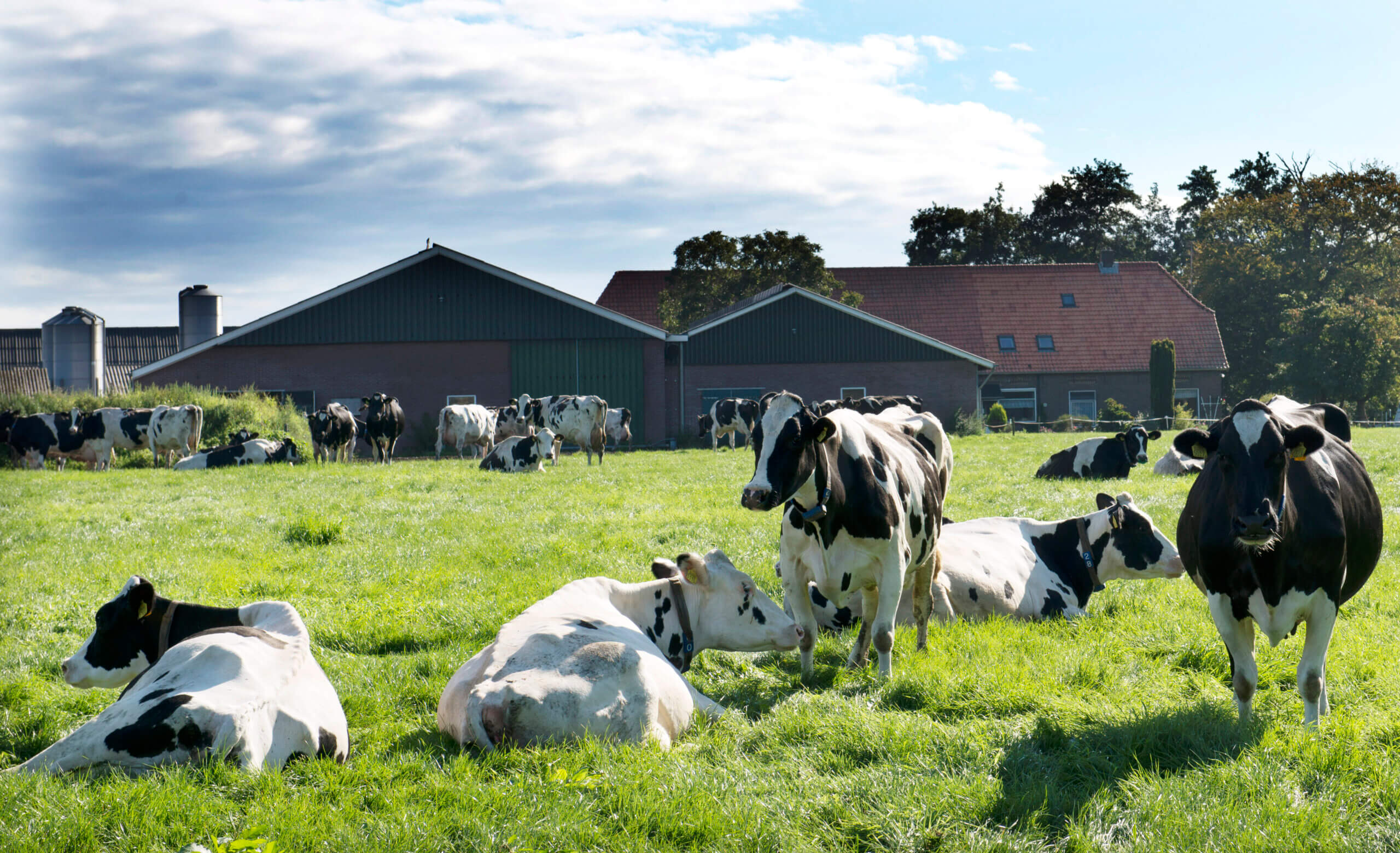 NZO Steunt Boerenorganisaties In Eis Om Versoepeling Mestregels ...